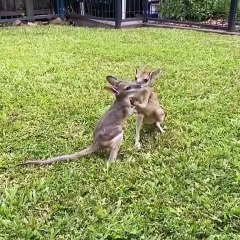Kangaroos playing