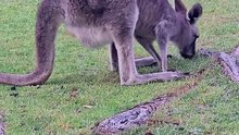 Kangaroos feeding