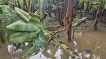 Productores de Barú y Alanje reportan graves pérdidas agrícolas por inundaciones