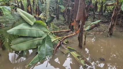 Productores de Barú y Alanje reportan graves pérdidas agrícolas por inundaciones