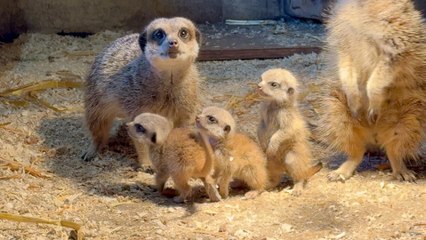 Wingham Wildlife Park sees the arrival of new baby animals