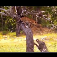 Surrounded by wild boars, a leopard jumps down, grabs one, and climbs back up. 🔥