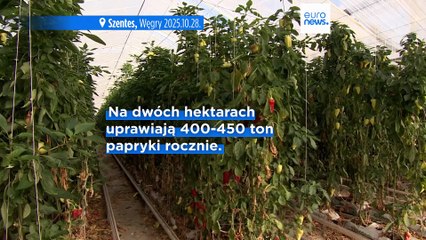 Innowacyjna hodowla sumów afrykańskich w wodzie termalnej w Szegvár