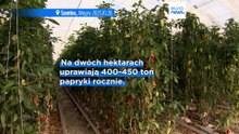 Innowacyjna hodowla sumów afrykańskich w wodzie termalnej w Szegvár