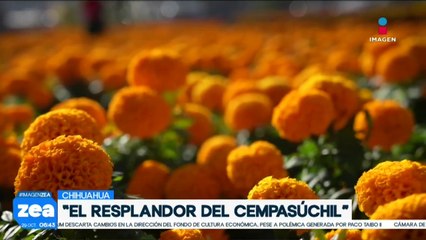La flor de cempasúchil ha sido guía en el camino para las almas que regresan el Día de Muertos