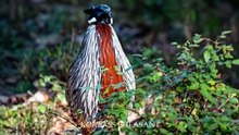 INDIA'S MOST BEAUTIFUL BIRDS