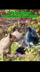 Cães de pelo azul são avistados na zona de exclusão de Chernobyl