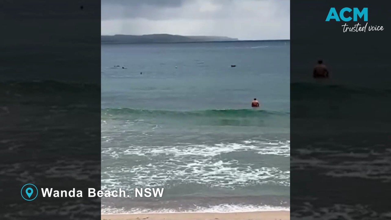 Shark feeding frenzy or just dolphins having fun?