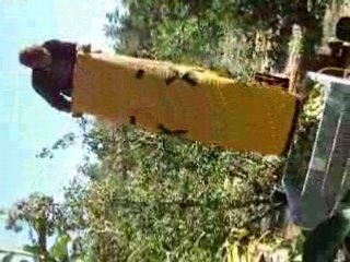 Vidage des poires à kalamunda