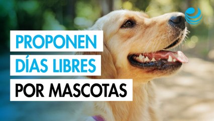 Morena propone permisos laborales para cuidar mascotas
