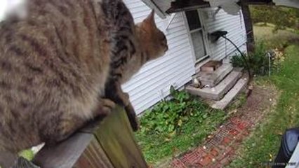 Cat Jumps From Height and Loses Balance Mid-Air