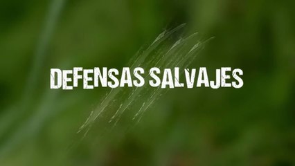 Documental - Defensas Salvajes - Dientes y garras - 🏆 "¿Quién Gana? Los 5 Depredadores con los Dientes y Garras MÁS Poderosos del Mundo"