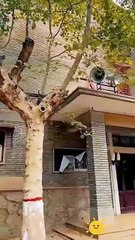 rising again the story of us chinese drama