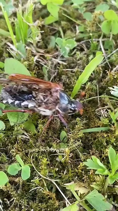 Walking Dead 💀How is this bug even still alive 🔥