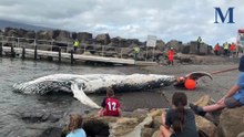 Humpback whale carcass removed from Scarborough Beach rocks