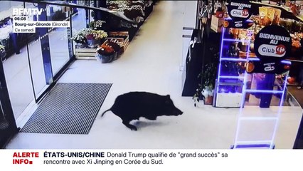 Un sanglier sème la panique dans un supermarché en Gironde