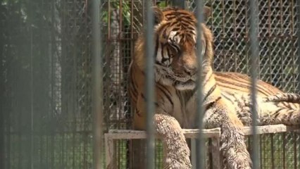 Argentina rescata tigres y leones del exzoológico de Luján para darles una nueva vida