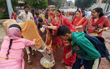 गोपाष्टमी आज, गाय और बछड़े का पूजन