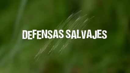 Documental - Defensas Salvajes - Escupidas y aguijones -  "¿Cuál es la Picadura MÁS Dolorosa del Planeta? | Escupidas y Aguijones Salvajes"