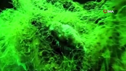 Denizlerin sessiz katili: Hayalet ağlar