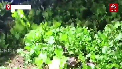 अजगर है या ऐनाकोंडा, 12 फीट लंबा भीमकाय सांप देख गांव वालों के छूटे पसीने