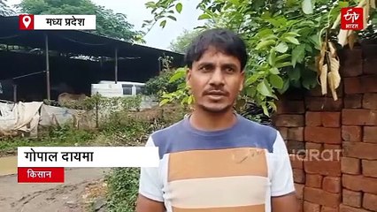 नीमच में गलने लगी अफीम की फसल, बेमौसम बारिश की मार से परेशान किसान