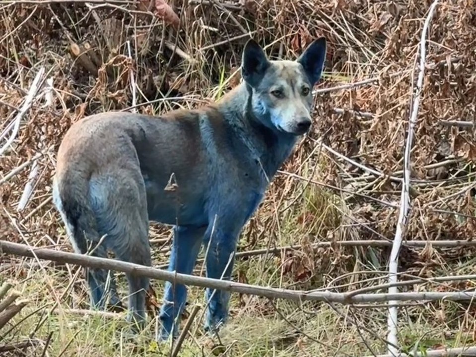 Blaue Hunde in Tschernobyl: Fellfarbe gibt Rätsel auf