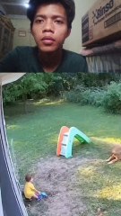 anjing vs beruang (dog vs bear)