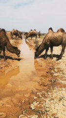 Why can camels walk long distances without drinking