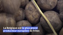 Production en hausse, prix en berne: la Belgique inquiète pour ses patates
