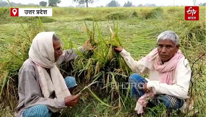 यूपी में चक्रवात मोंथा से फसल नष्ट होने पर न हो किसान परेशान, मुआवजा पाने के लिए बस करनी होगी एक कॉल