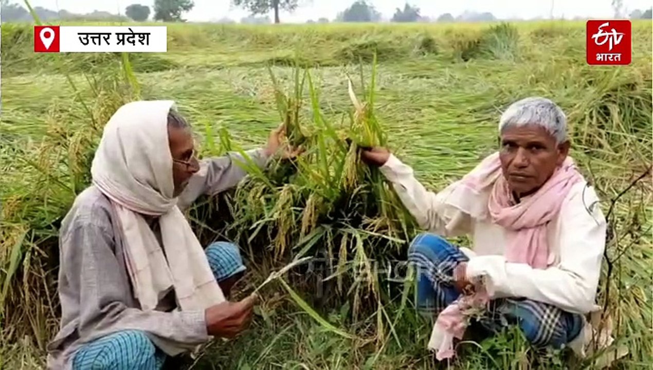 यूपी में चक्रवात मोंथा से फसल नष्ट होने पर न हो...