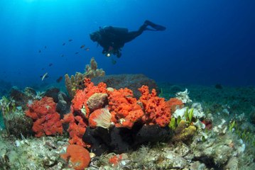 Ege'nin gizemli derinliklerine yolculuk: Çeşme'nin sualtı cenneti