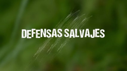 Documental - Defensas Salvajes - Maestros del disfraz - 💥 Maestros del Disfraz: La Defensa Más Salvaje es la que Nunca Ves