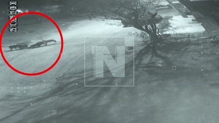 Cochabamba: Perros 'agresivos' matan a una mascota y vecinos temen más ataques