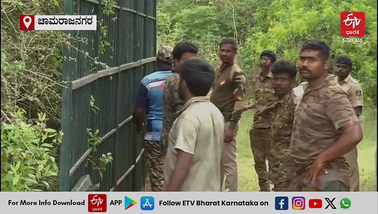 ಚಾಮರಾಜನಗರ: ಕ್ಯಾಮರಾ ಟ್ರಾಪ್​ನಲ್ಲಿ ಹುಲಿ ಓಡಾಟ ಸೆರೆ, ವಿಶೇಷ ವಾಕ್ ಥ್ರೂ ಕೇಜ್ ಅಳವಡಿಕೆ