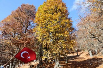 Yirce Kayın Ormanları renk cümbüşü sunuyor
