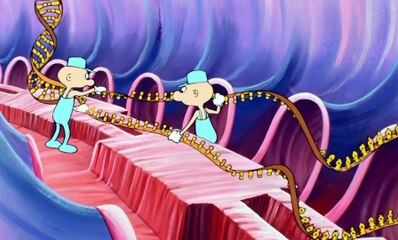 Esplorando il corpo umano 04 Il Midollo Osseo