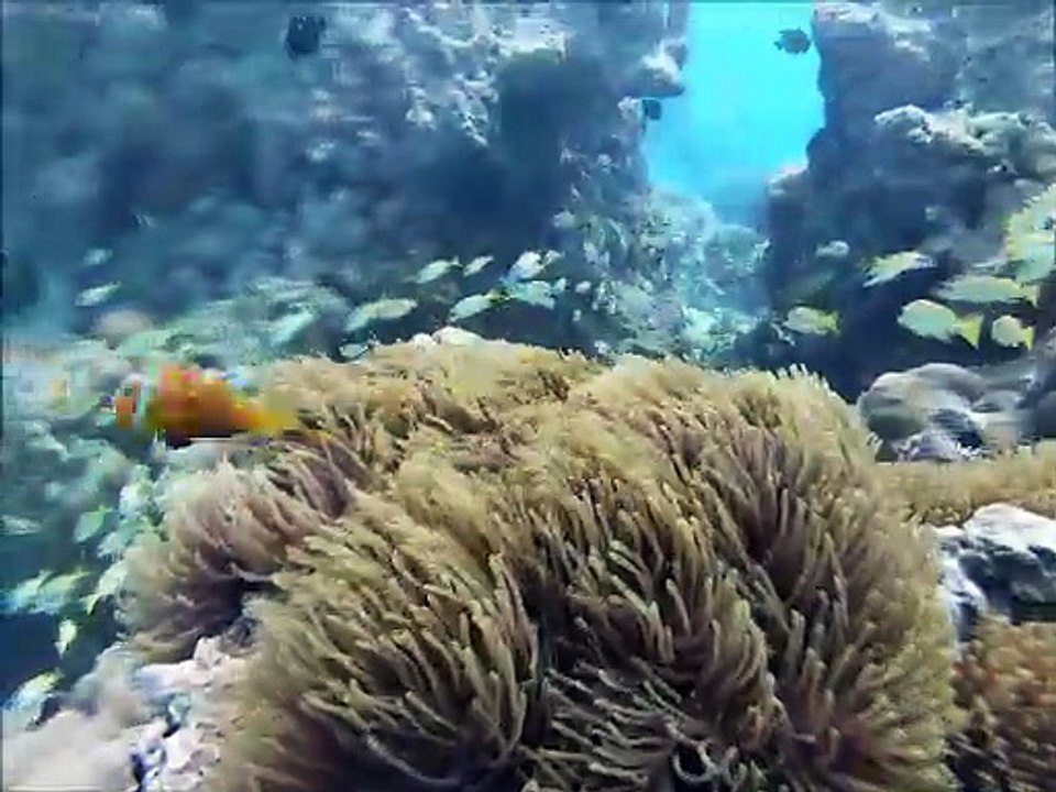 scuba diving in kavaratti