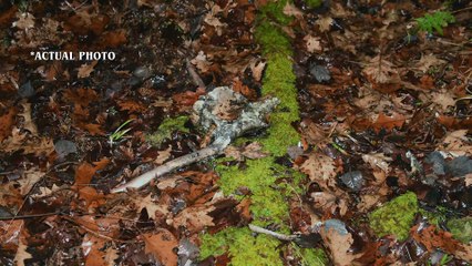 The Real Murders on Elm Street S01E05 Savage Woods