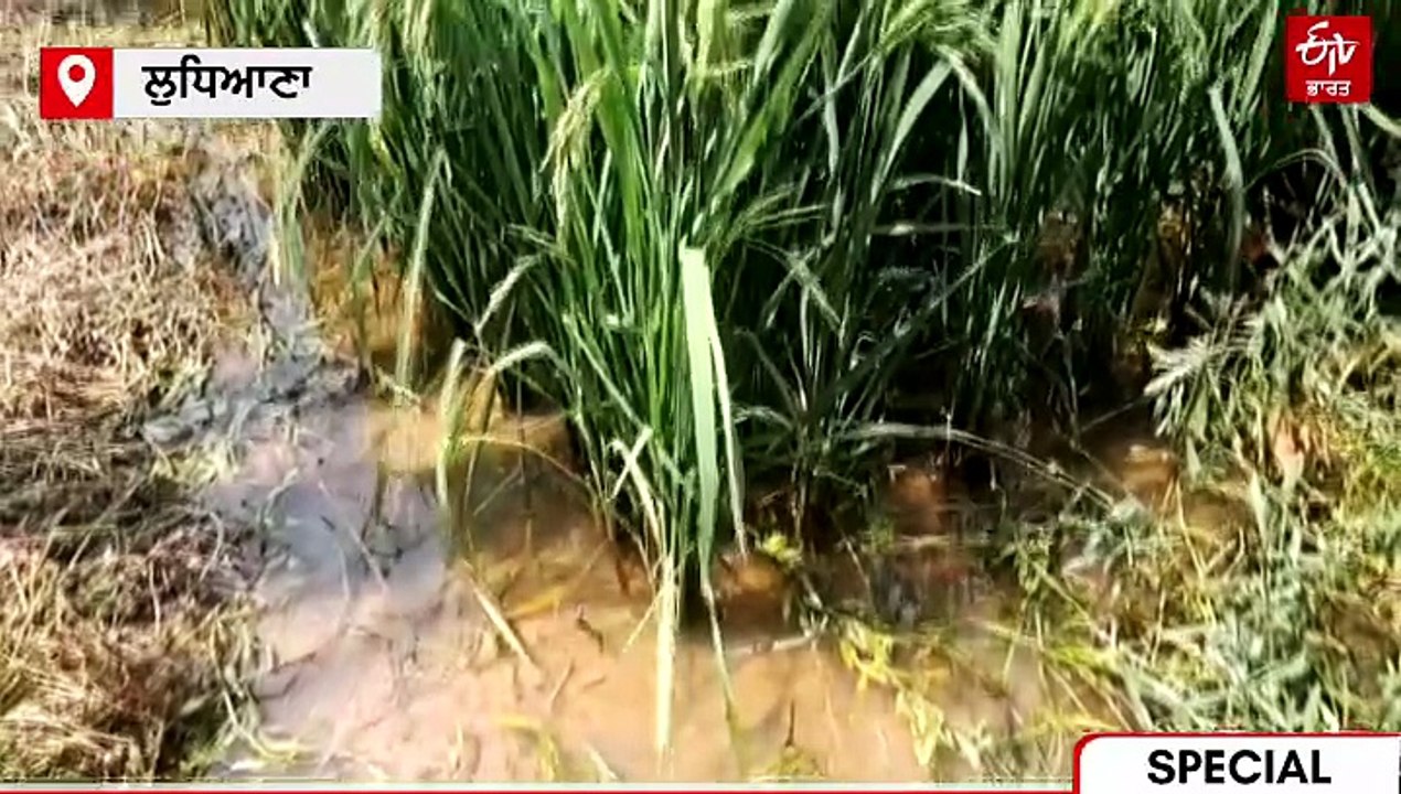 DAP ਦੀ ਕਮੀ ਕਿੰਝ ਹੋਵੇਗੀ ਪੂਰੀ, ਬਦਲ ਵਜੋਂ ਕਿਸਾਨ ਕਿਹੜੀ ਖਾਦ ਦਾ ਕਰਨ ਇਸਤੇਮਾਲ, ਜਾਣੋ ਮਾਹਿਰਾਂ ਦੀ ਰਾਏ