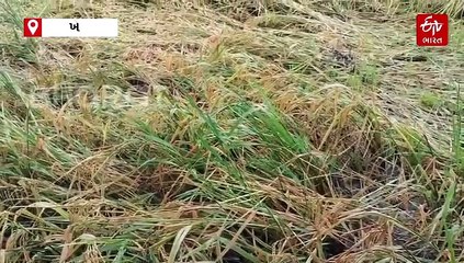 ખેડામાં કમોસમી વરસાદથી 50 હજાર હેક્ટરથી વધુ ડાંગરના પાકને નુકશાન, ખેડૂતો દ્વારા વળતરની માંગણી