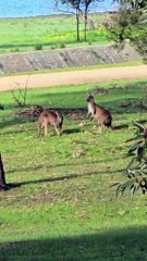 Kangaroos fighting or playing ?