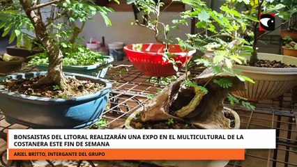 Bonsaistas del Litoral realizarán una expo en el Multicultural de la Costanera este fin de semana