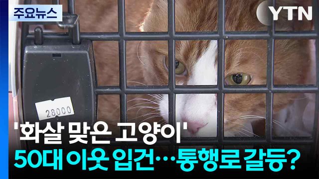 [단독] '화살 맞은 고양이' 50대 이웃 입건...통행로 갈등? / YTN