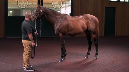 Fastest Horse of the Week? He's as good as Gold