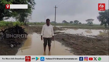 ಮುಂಗಾರಿನಲ್ಲಿ ಅತಿವೃಷ್ಟಿಯಿಂದ ಬೆಳೆ ಹಾನಿ; ಪರಿಹಾರ ಕೈಸೇರುವ ಮುನ್ನವೇ ಮತ್ತೆ ಮಳೆಯಿಂದ ಬೀದರ್​ ರೈತರು ಕಂಗಾಲು