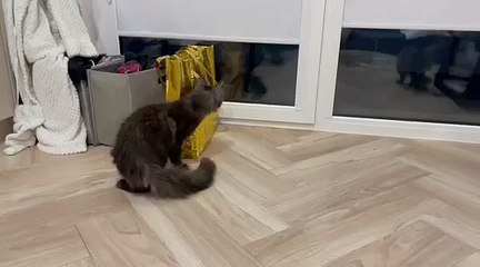 I can`t believe how tiny they were 😻! #cat #kitty #littlecats #cats #cutecats #cuteanimals #funnycats #funnyanimals #viralcats #viralvideo #catsofdailymotion #dailymotioncats #fyp #kitten