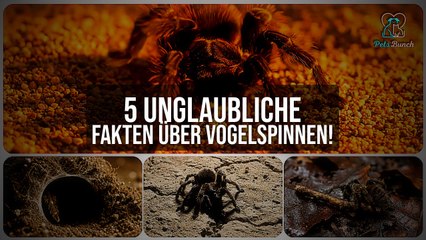 5 unglaubliche Fakten über Vogelspinnen, die du nicht kanntest!