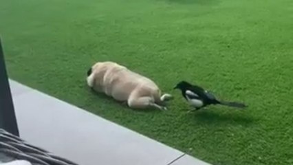 Man shares throwback memory of his most 'useless,' 'pathetic,' and BELOVED dog